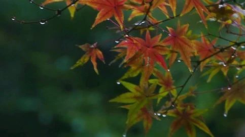陶晶莹:秋雨里的乡愁