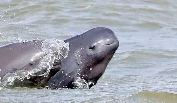 江南都市报读图南昌扬子洲江豚湾喜迎国际淡水豚日