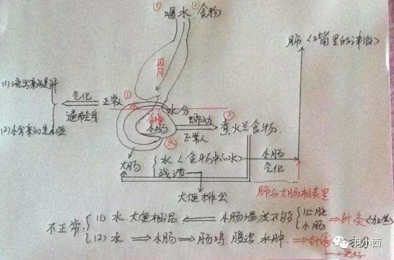 任脉丨水分下脘建里中脘上脘巨阙鸠尾