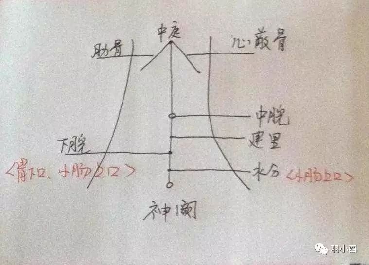 具体看下图: (1)中脘是神阙与心蔽骨的