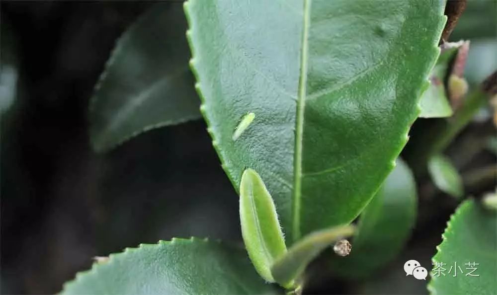 虫子咬过的薄荷香,这茶搁以前还喝不上|广西优质茶叶交流组