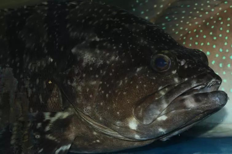 棕点石斑鱼,拉丁学名 epinephelus fuscoguttatus