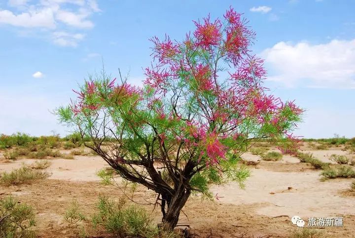 新疆常见荒漠野生植物,看看你认识多少种