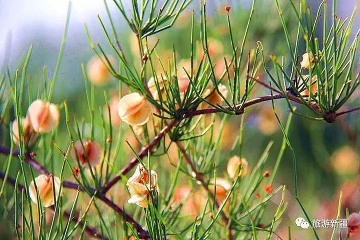 新疆常见荒漠野生植物,看看你认识多少种