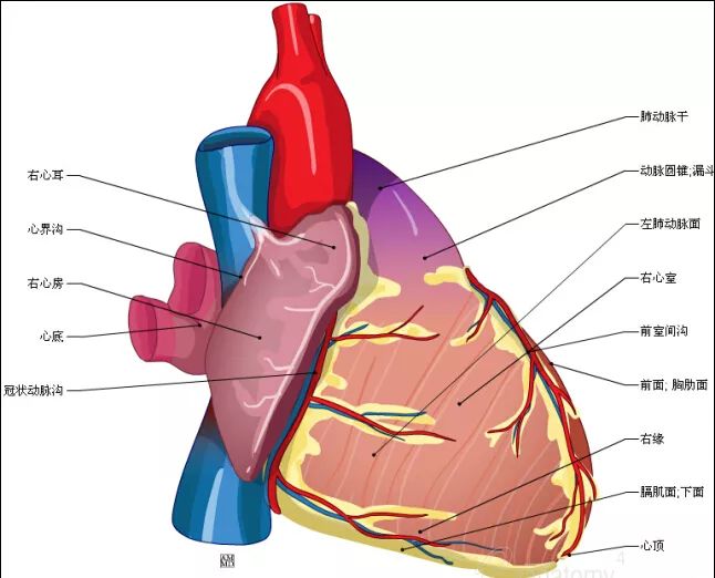 珍藏这组心脏解剖图太赞了