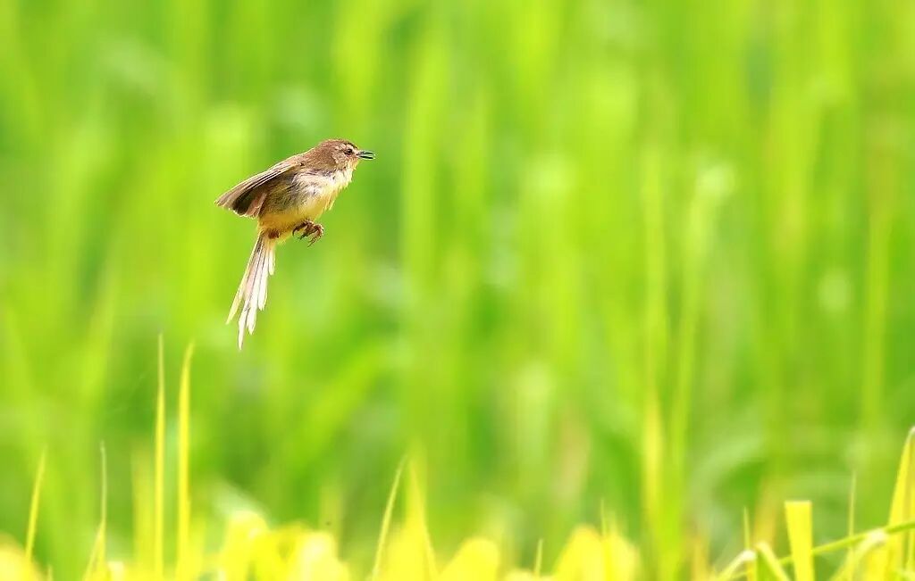 穿旗袍去石库门喝咖啡（转载）