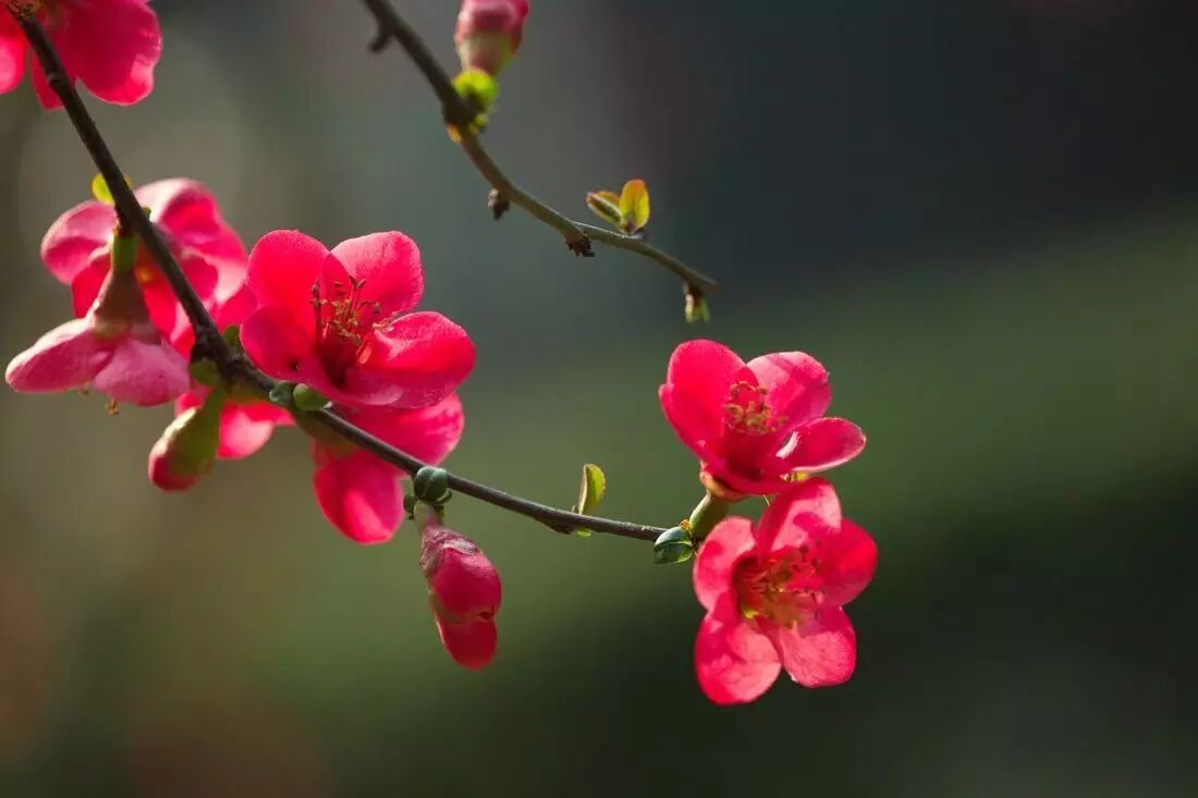 穿旗袍去石库门喝咖啡（转载）