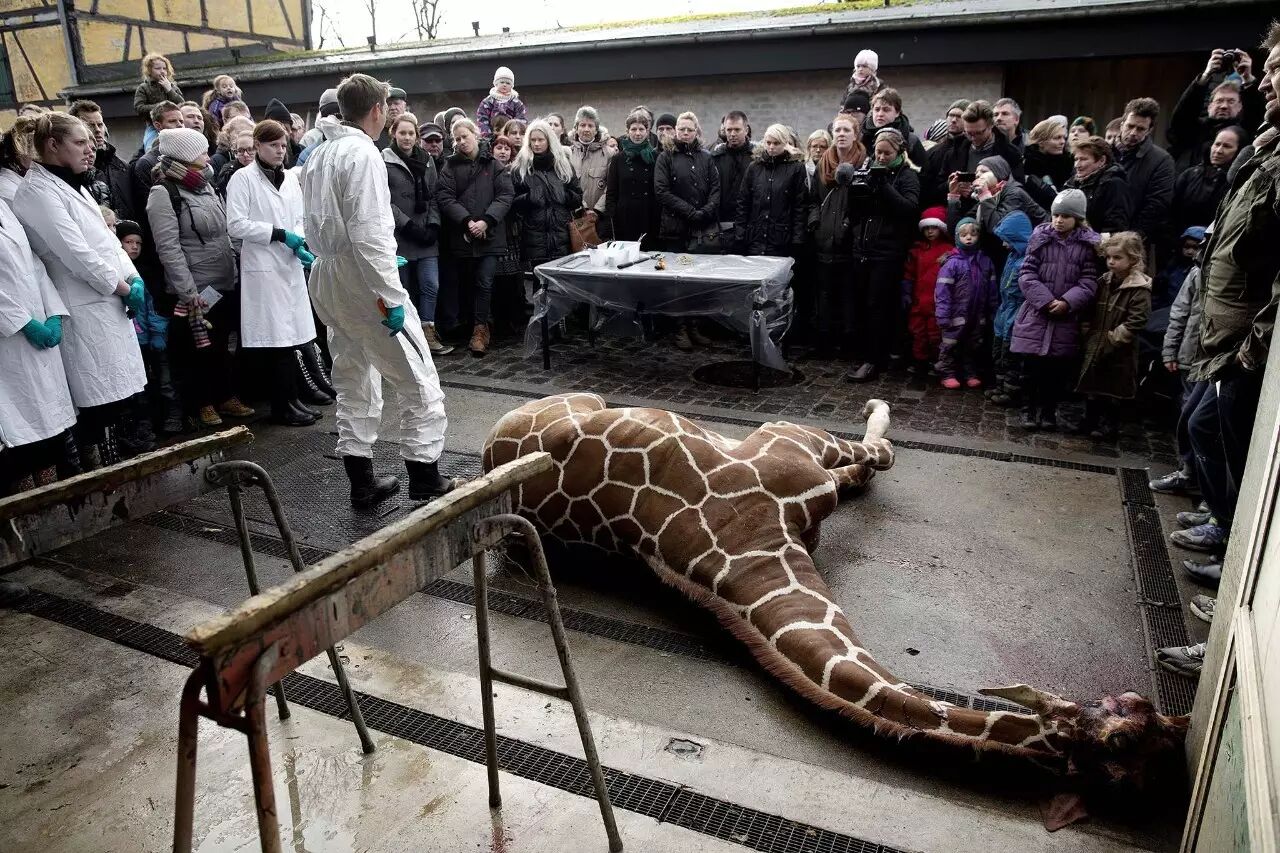 Gq話題 發生在動物園裡的 黑暗宰殺 Gq中國 微文庫