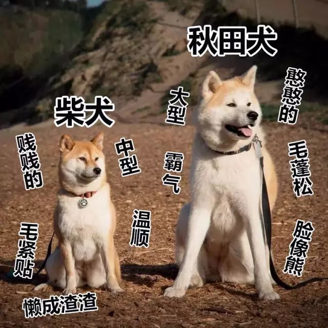 "柴犬"&"秋田"傻傻分不清楚?这次带你彻底扫盲!