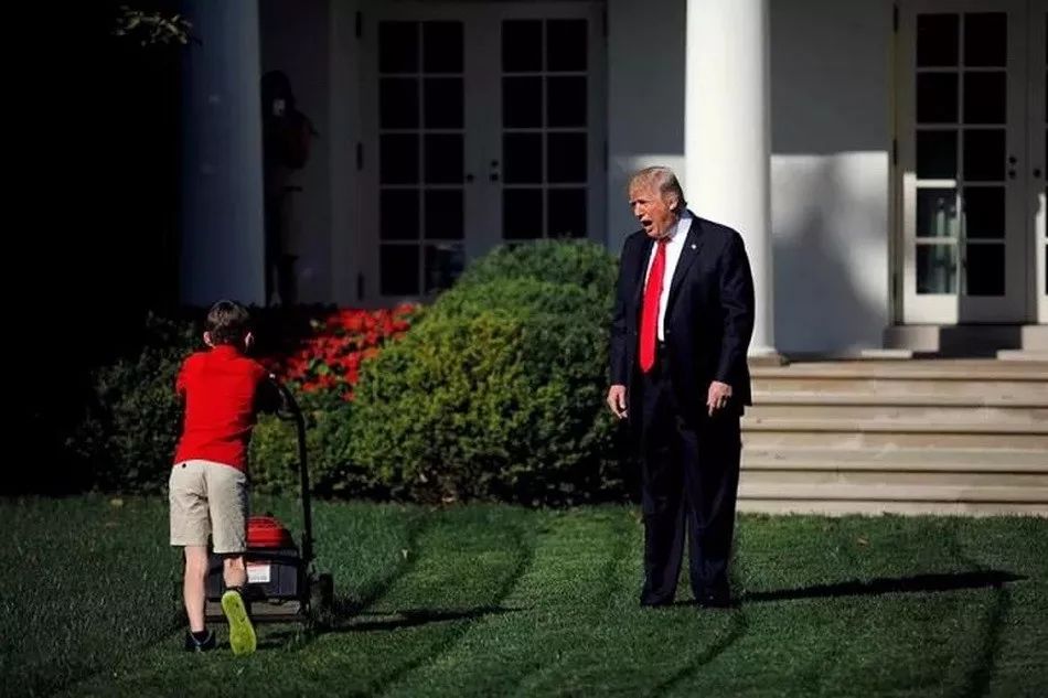 11岁的小男孩儿frank giaccio在非常专注的修剪草坪,完全忽视了特朗普