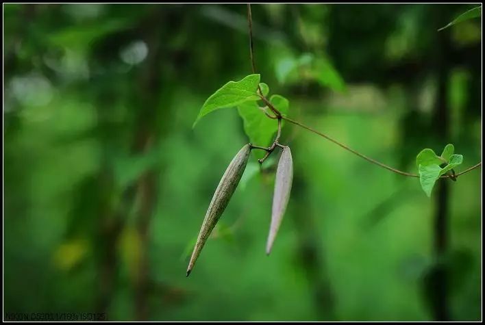 青羊参草血竭为蓼科植物草血竭的根茎,散瘀止血;下气消积;消毒;利湿.