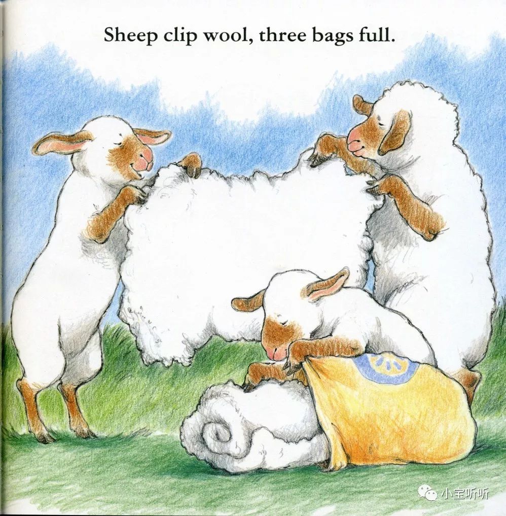 sheep clip wool
