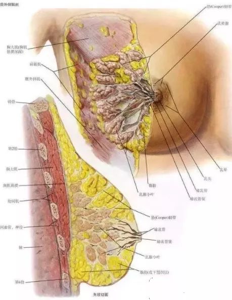比旧社会更万恶的乳房下垂与产后萎缩