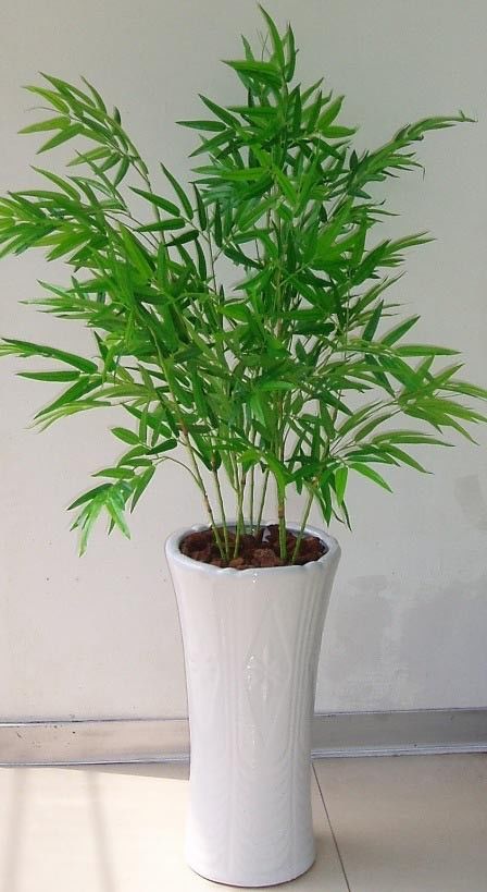 散尾葵还是凤尾竹,如何分辨与养护?