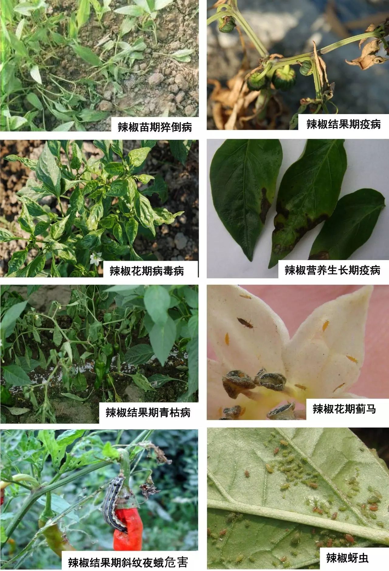 辣椒栽培管理与病虫害防治方法