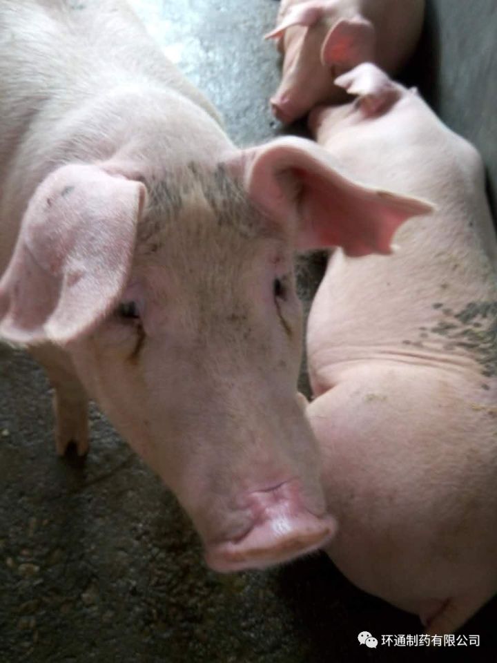 猪有泪斑眼屎的原因以及治疗原则