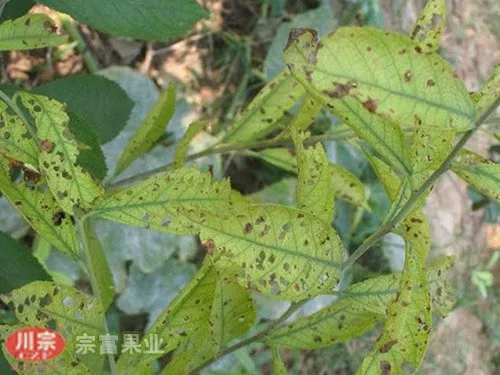 澳门金沙娱乐送彩金苗