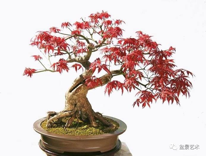 【盆景艺术】红枫盆景的养护与管理