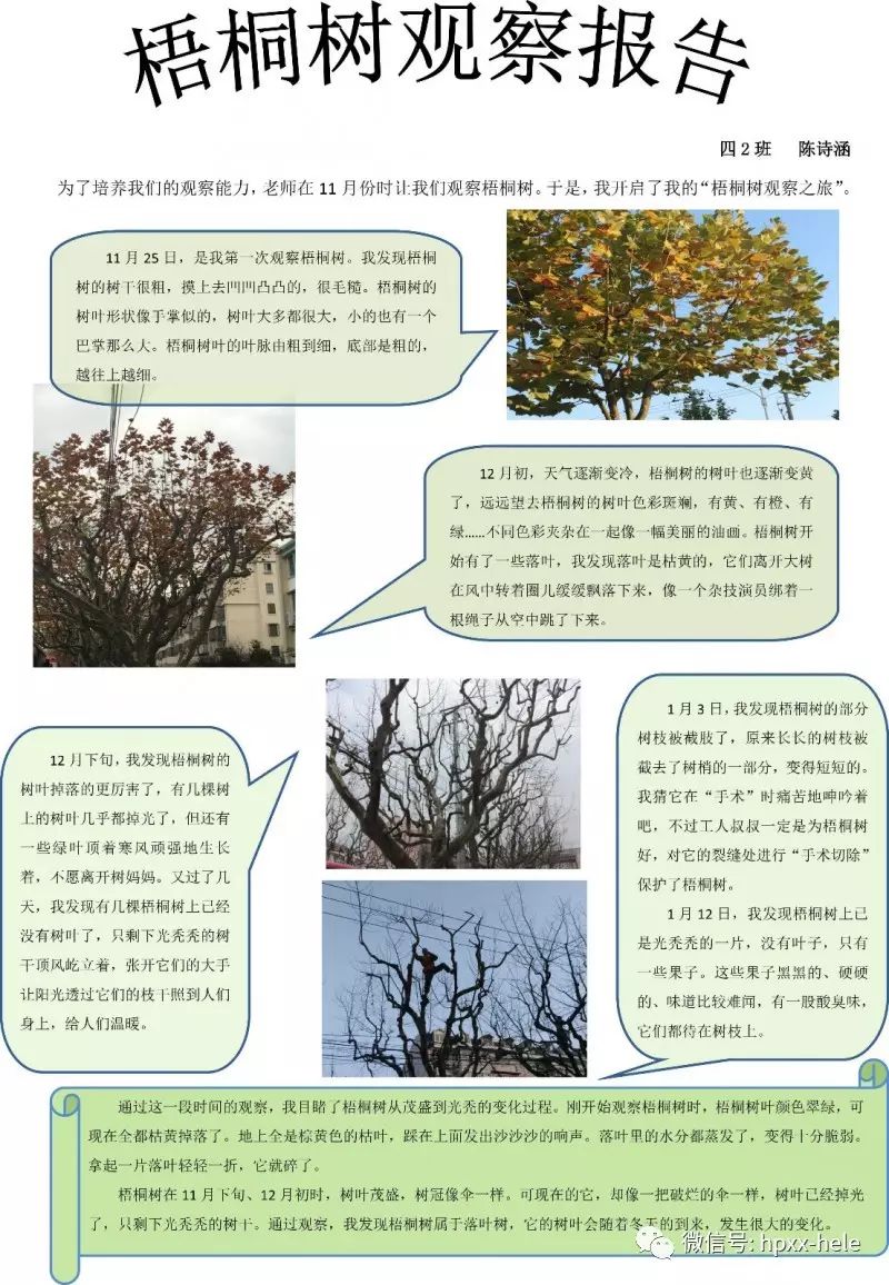 四年级 的同学用图文的形式记录下了梧桐树在今年冬季的变化 请看!