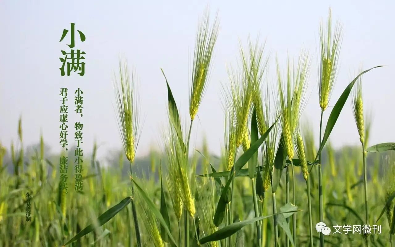 节气•小满 <wbr>| <wbr>专题特推