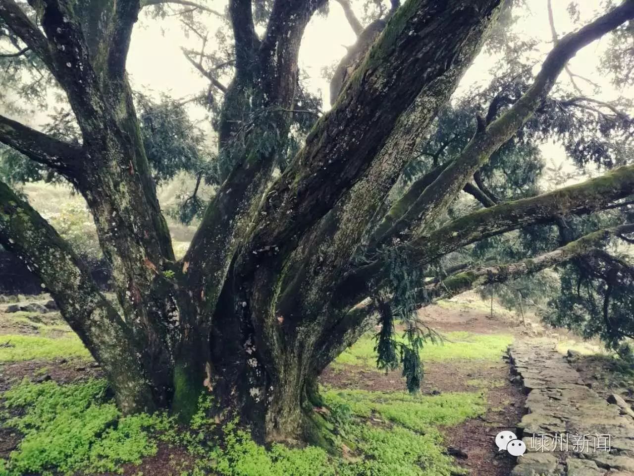 【越色最心动】在雨中,走进西白山千年香榧林