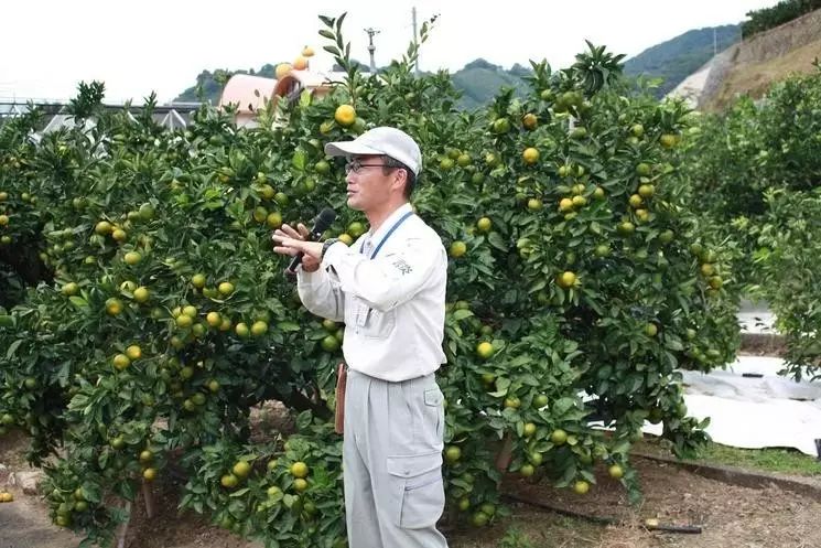 甘平,日本爱媛县的重量级柑橘新品种