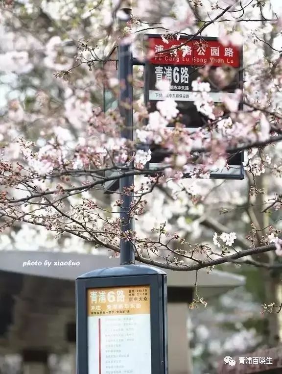 在青浦,还有个樱花盛开的公交车站,叫浦仓路公园路站.