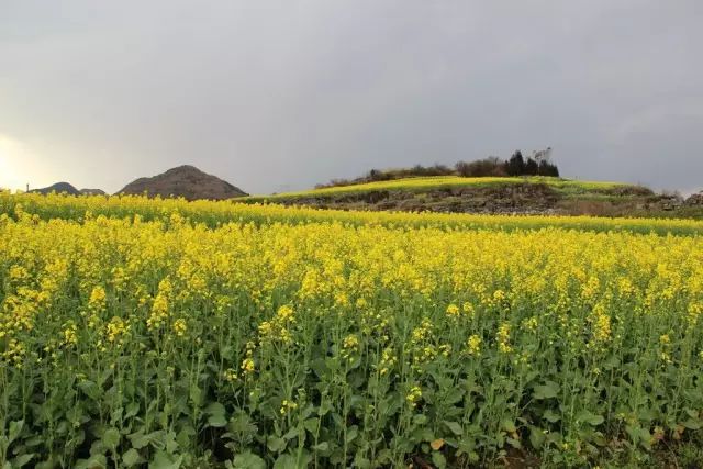 这是别人家的白菜型油菜花植株矮叶片小