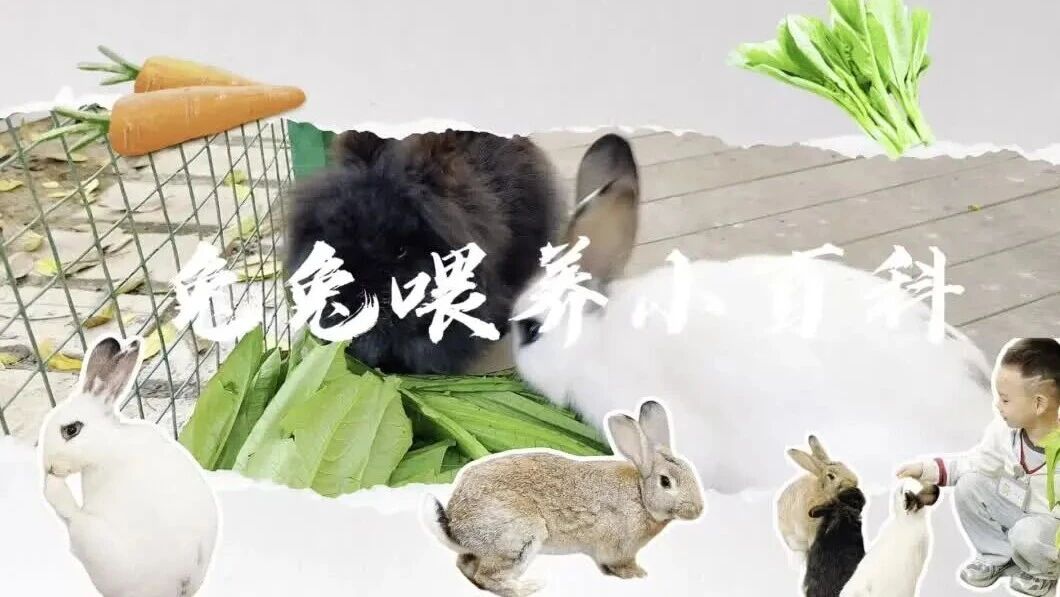 兔兔喂养小百科-幼师课件网