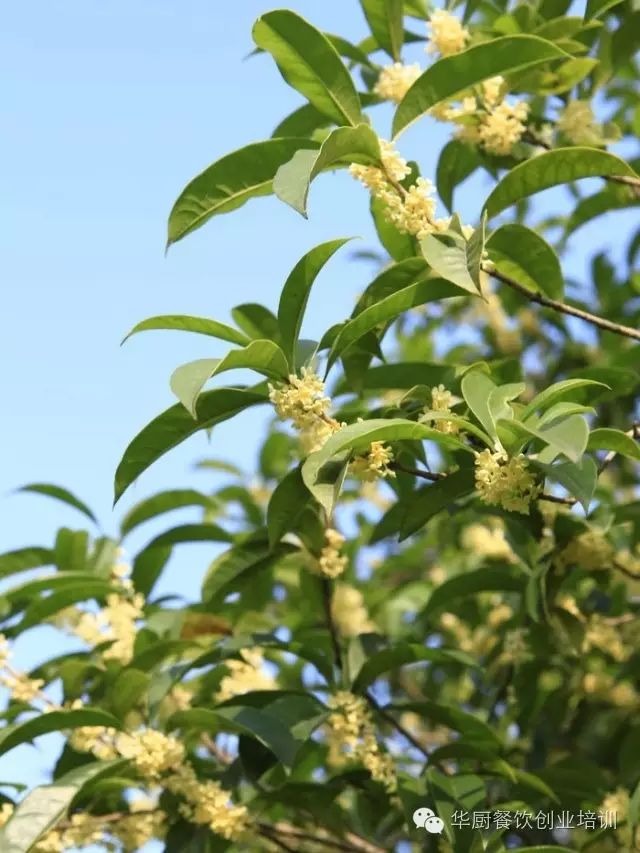 九月桂花盛开美食原料桂花酱的制作抓紧学习