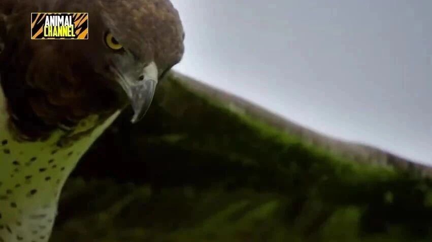 太厉害了！怎么抓拍到如此精彩的瞬间