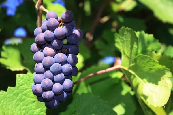 葡萄酒词汇小字典，带你认识多姿多彩的葡萄品种