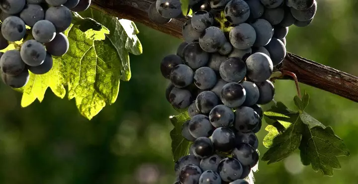 葡萄酒词汇小字典，带你认识多姿多彩的葡萄品种
