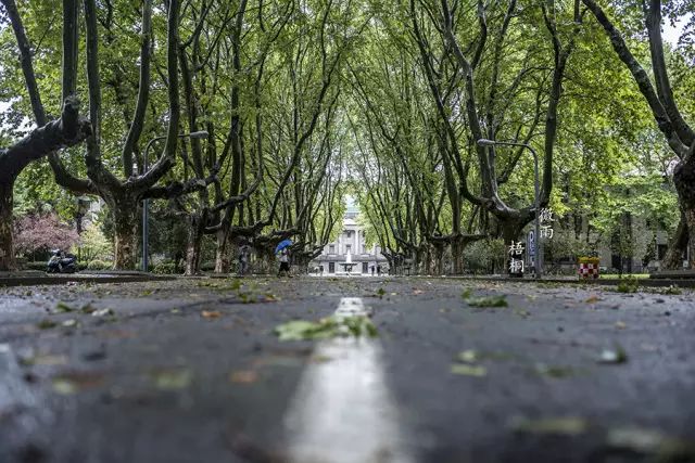 东大浅秋|那日梧桐微雨,你沉醉了吗?