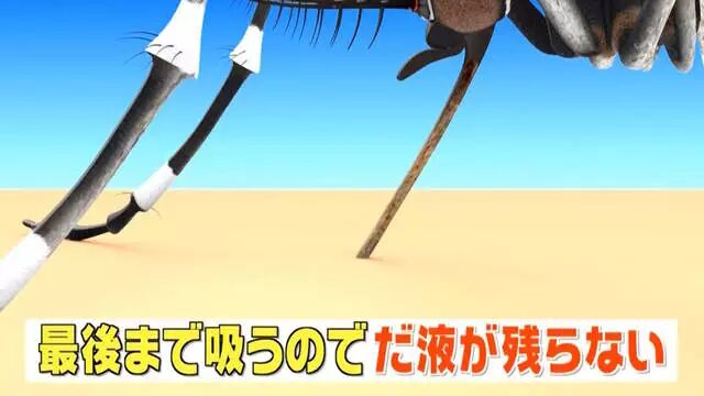 综艺节目解说《蚊子为什么爱叮你》夏天穿黑色衣服是自讨苦吃…… - 图片25