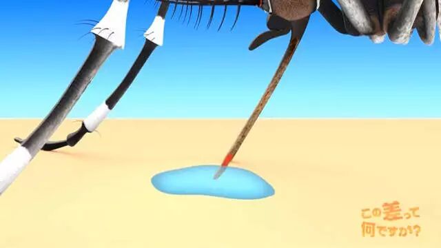 综艺节目解说《蚊子为什么爱叮你》夏天穿黑色衣服是自讨苦吃…… - 图片23