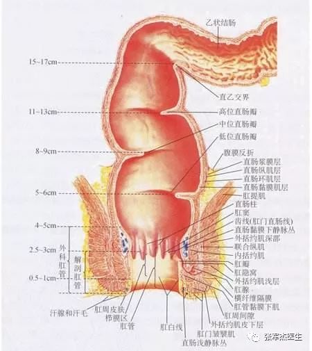 菊花到底是啥样子