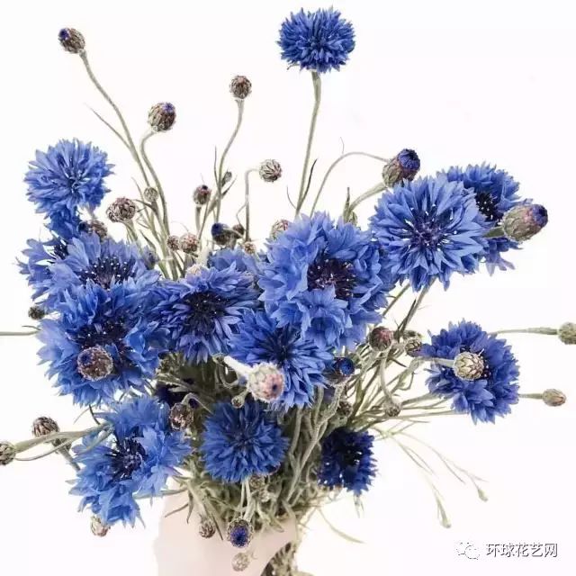 紫罗兰 花语:永恒的美与爱 蓝星球 花语:敏锐