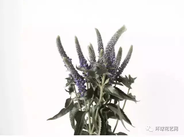 鼠尾草 花语:家庭观念