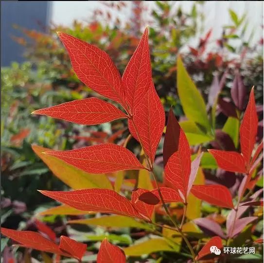 马醉木 珍珠梅 虎尾兰 花语:坚定,刚毅 钢草 转运竹 龟背叶 高山羊齿