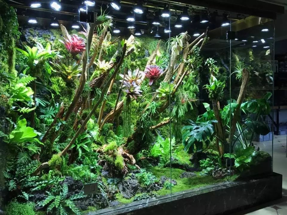 有逼格的草缸店不光国外才有