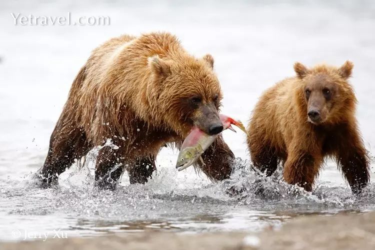 开始时,棕熊把整条鱼囫囵吞下 后来,它们只挑选最美味 脂肪最多的
