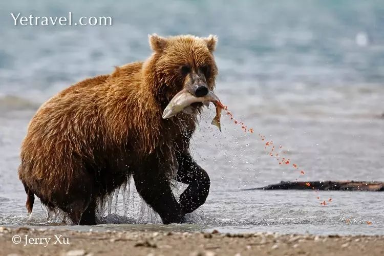 开始时,棕熊把整条鱼囫囵吞下 后来,它们只挑选最美味 脂肪最多的