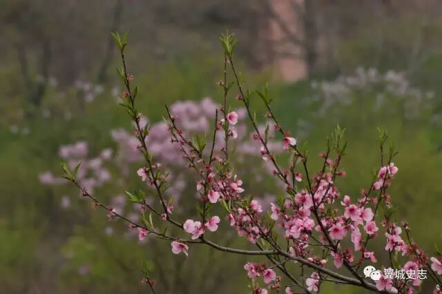 秦字加草字头_秦加草头是什么字_草字头加秦