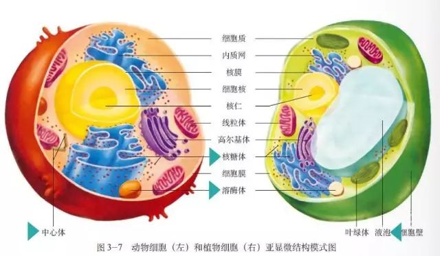 高中生物必修一知识点总结百度文库