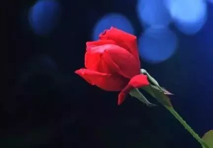 多版本《The Rose》一首传唱了几十载的经典老歌,爱是一朵花