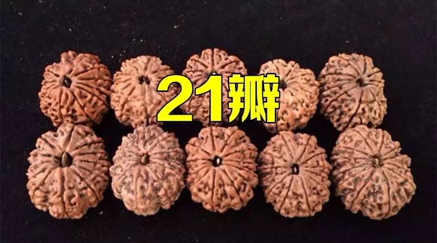 21瓣金刚菩提 土豪天价拍下 这是要上天呐!