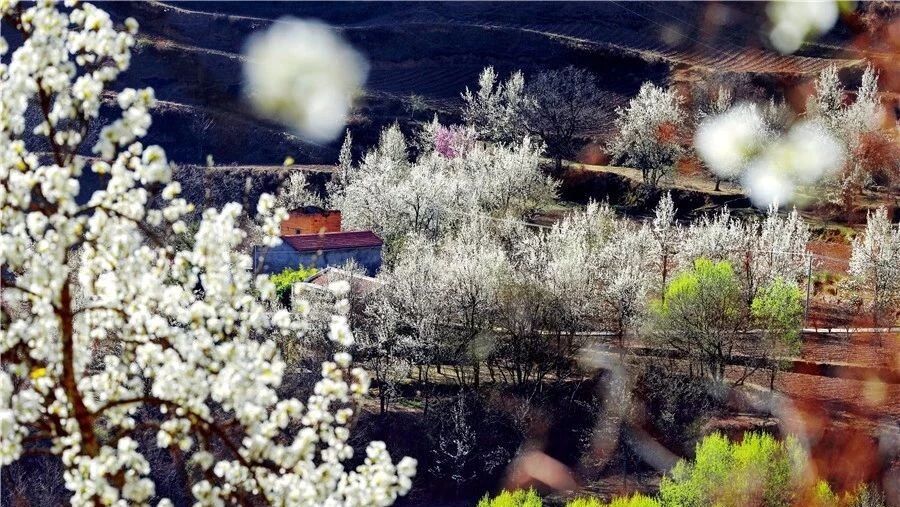 容中尔甲和蒲巴甲的家乡金川梨花又成海洋了 小伙伴们速来围观