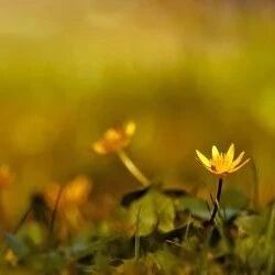 劳动诗典|陈少华:菊花黄(外二首)