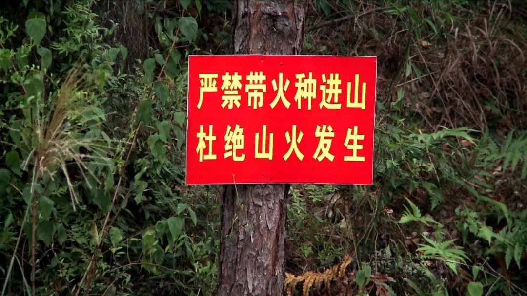 广宁森林防火措施得力清明节假日平安度过